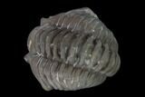 Long, Partially Enrolled Flexicalymene Trilobite - Mt Orab, Ohio #137492-1
